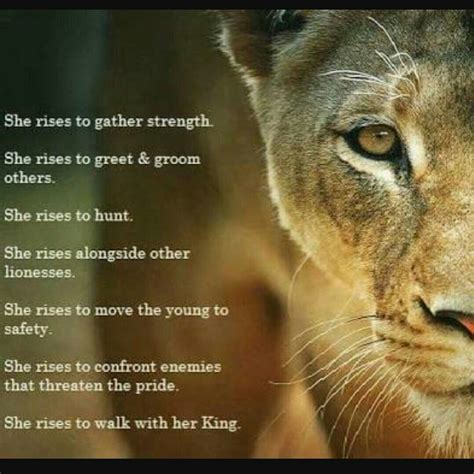 lioness quotes|2024’s Most Inspiring Lioness Quotes: Unleash Your Inner Roar!